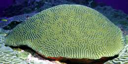 Image of Boulder Brain Coral