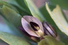 Image of Vicia johannis Tamamsch.