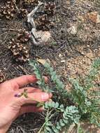 Image of Astragalus oophorus var. oophorus