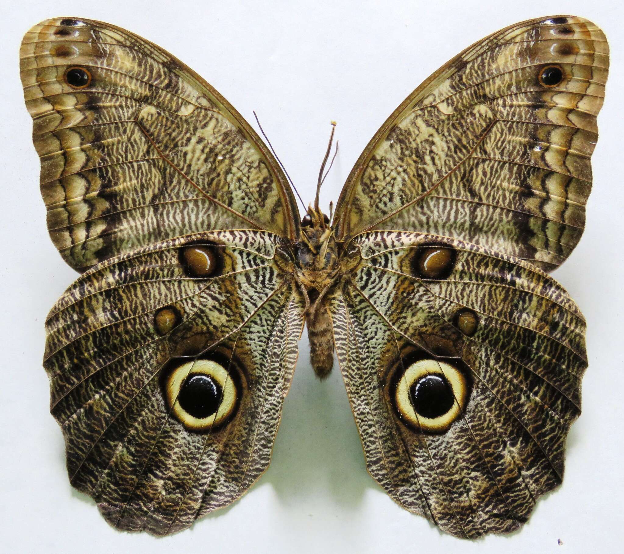 Imagem de Caligo brasiliensis sulana Fruhstorfer 1904