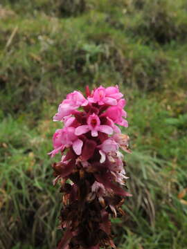 Image de Satyrium nepalense D. Don