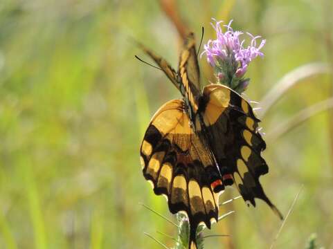 Image of Eastern Giant Swallowtail