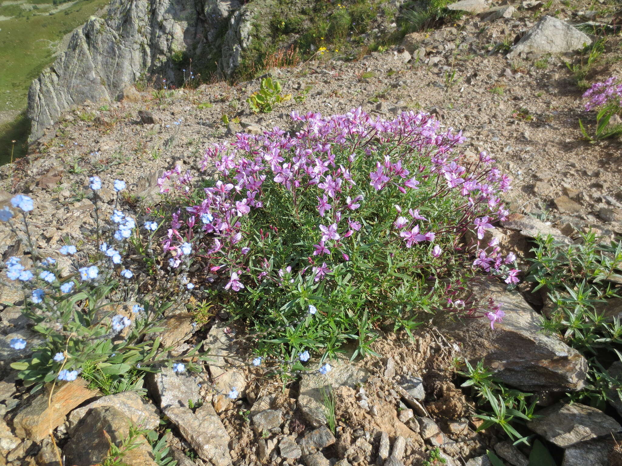 Imagem de Epilobium colchicum subsp. colchicum