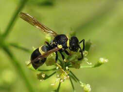 Image of Parodontodynerus ephippium (Klug 1817)