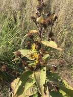 Image of Inula racemosa Hook. fil.