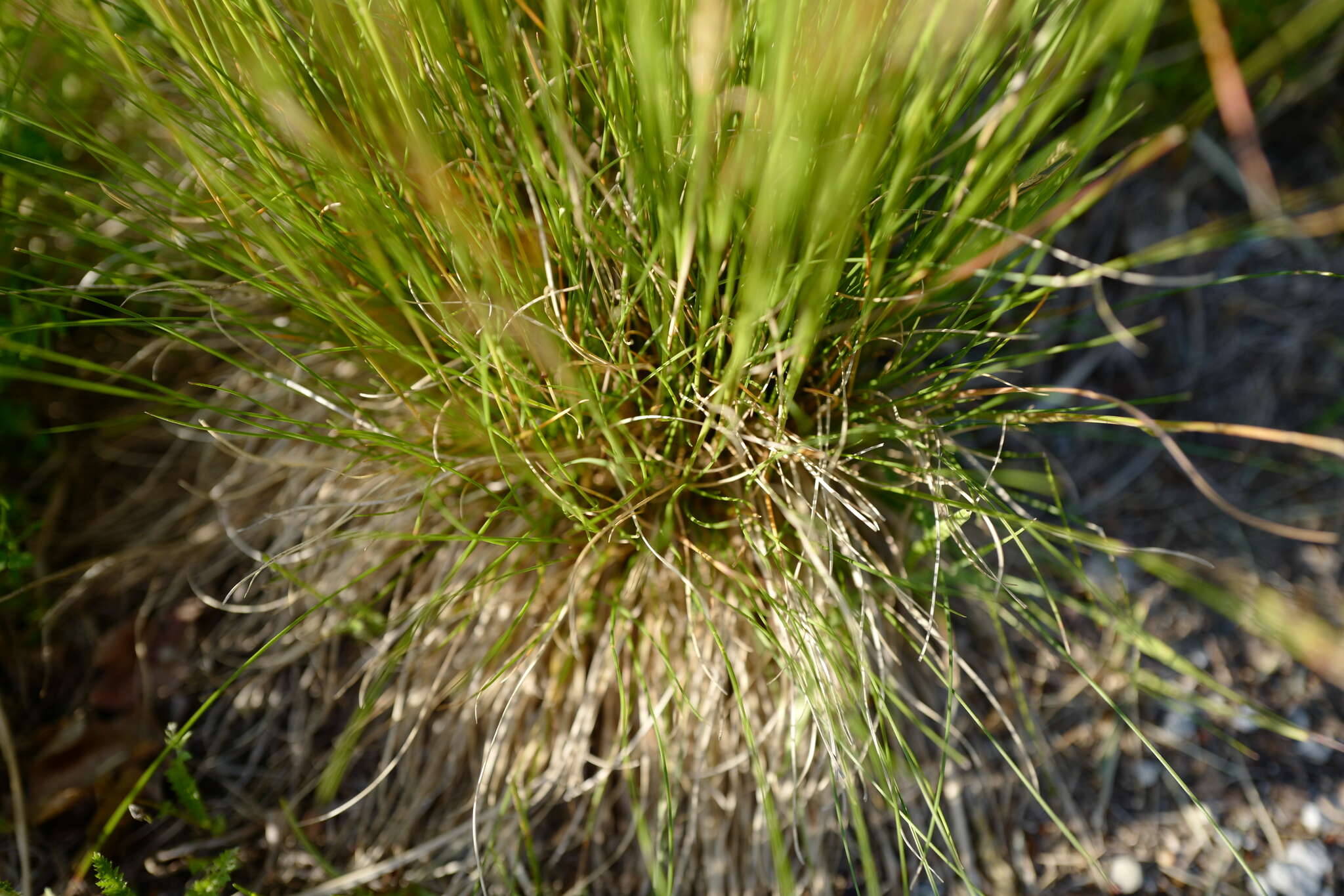 Image of variousleaf fescue