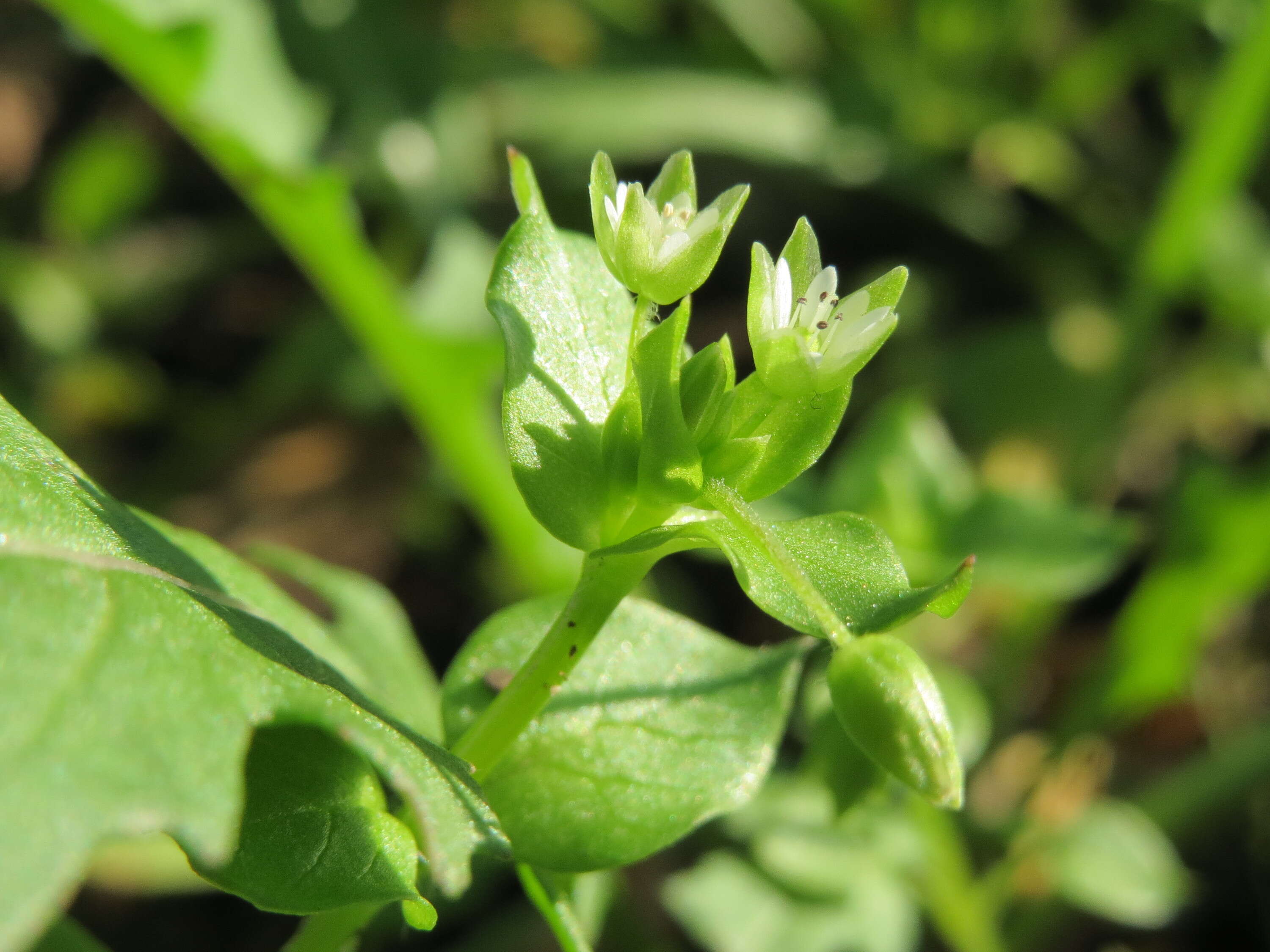 Image of common chickweed