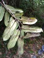 Plancia ëd Tambourissa trichophylla Baker