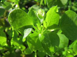 Image of common chickweed