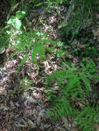 Image of Northern maidenhair fern