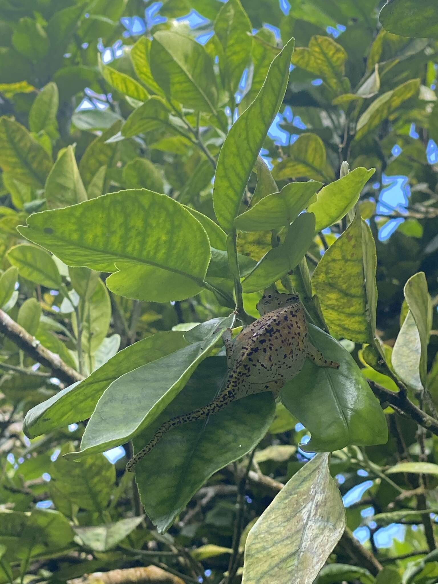 Image of Seychelles Tiger Chameleon