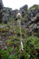 Image de Antennaria monocephala subsp. angustata (Greene) Hultén