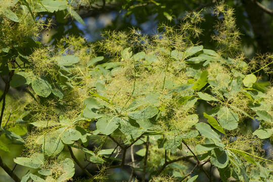 Imagem de Cotinus obovatus Raf.