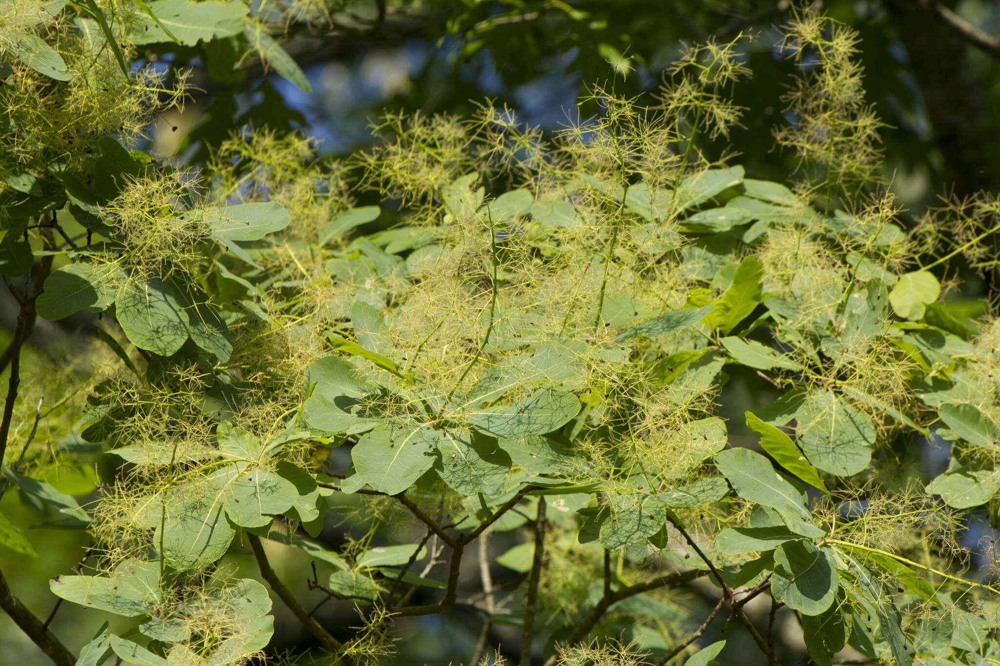 Imagem de Cotinus obovatus Raf.