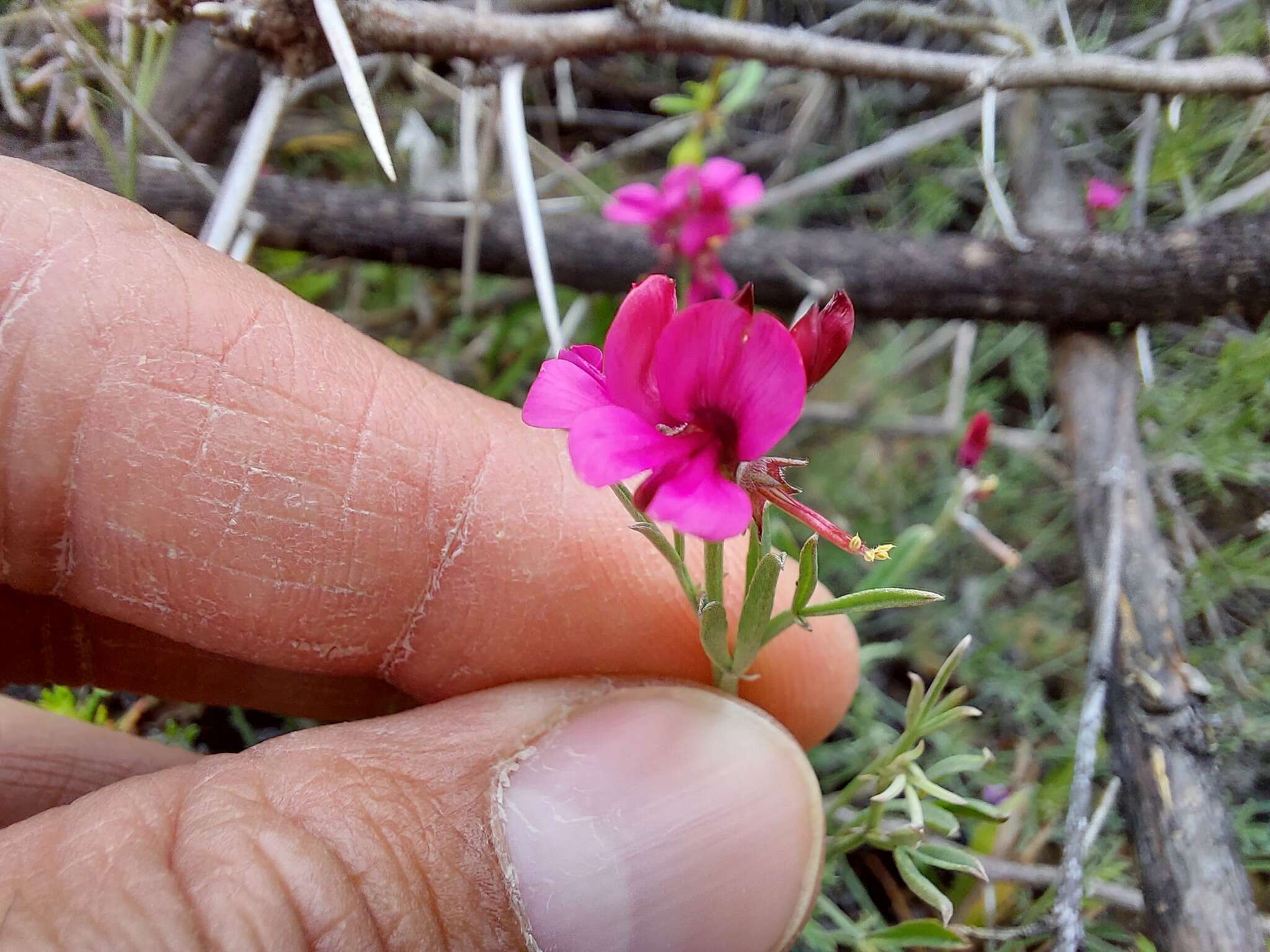 Image of Indigofera complicata Eckl. & Zeyh.