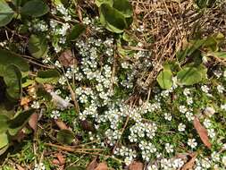 Image of flowering pixiemoss