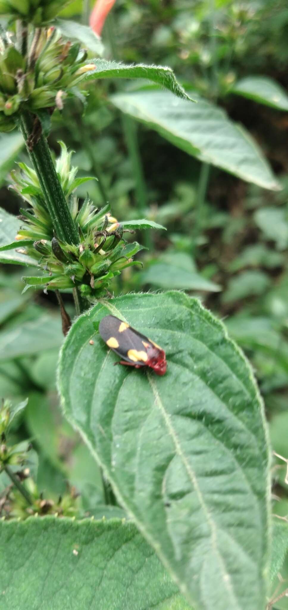 Image of Sphenorhina limbata (Lallemand 1927)