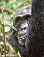 Image of Eastern Chimpanzee