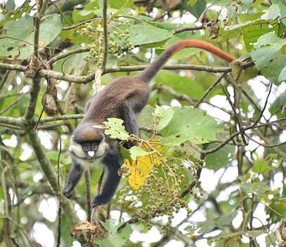 Image of Black-cheeked White-nosed Monkey