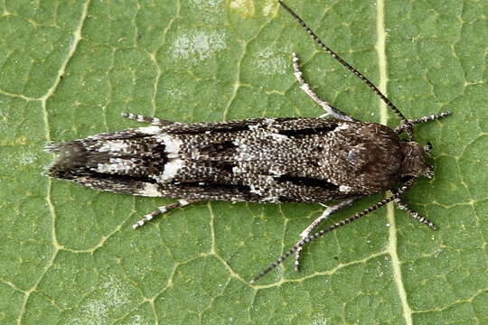 Image of Mompha sturnipenella