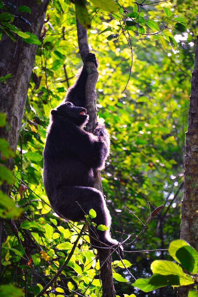 Image of Eastern Chimpanzee