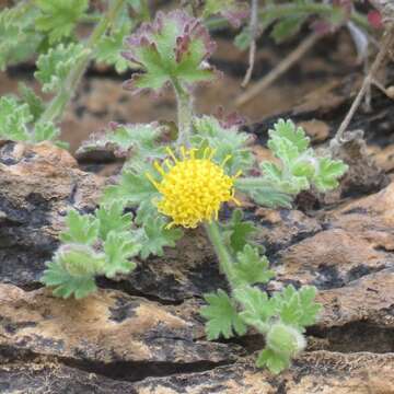 Perityle lemmonii (A. Gray) J. F. Macbr. resmi