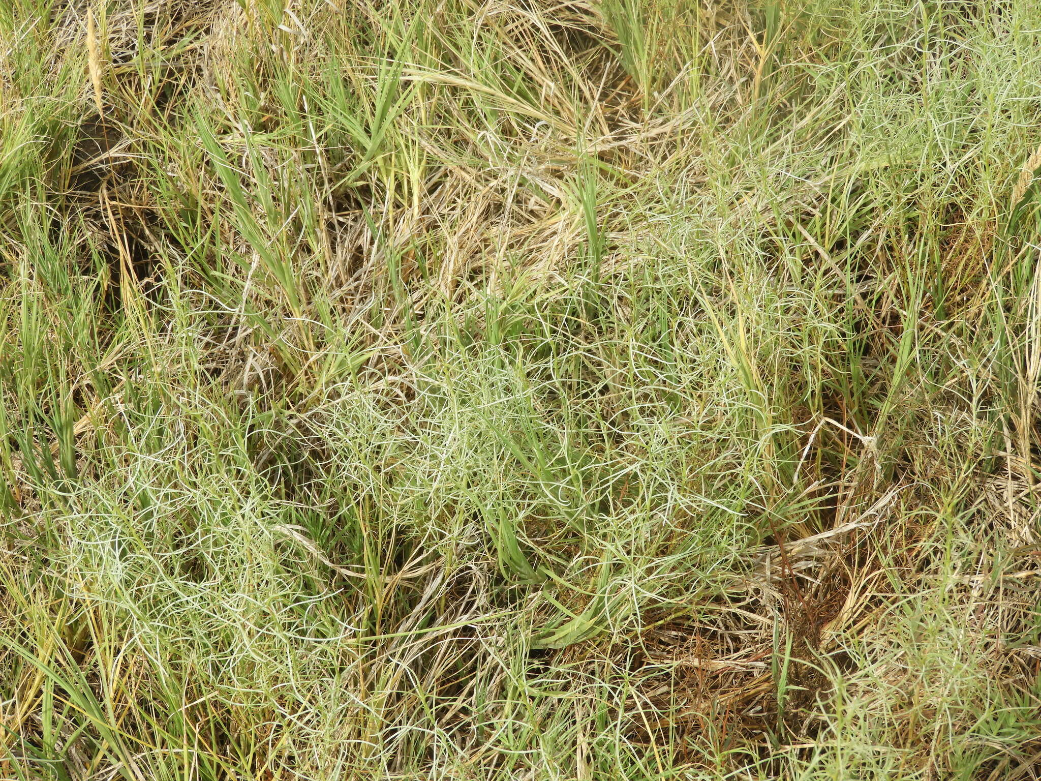 Image of Baccharis albida Hook. & Arn.