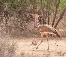 Image of Kori Bustard