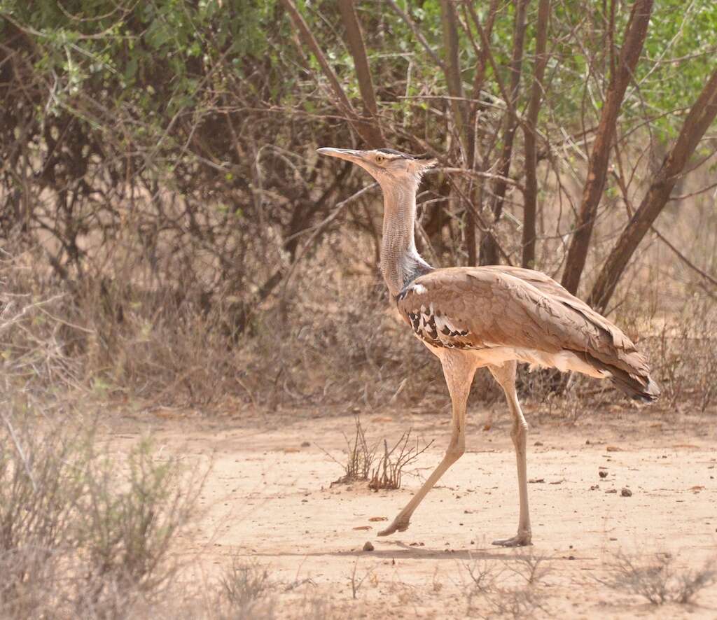 Image of Kori Bustard