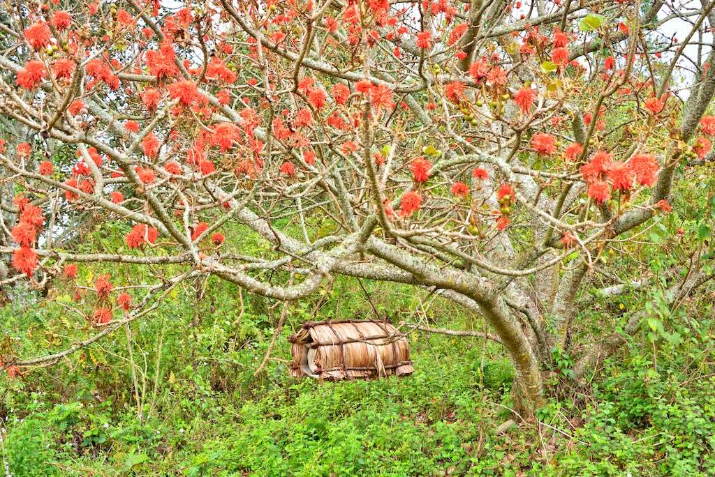 Image of erythrina