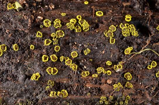 Image of Amicodisca virella (P. Karst.) Huhtinen 1994