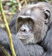 Image of Eastern Chimpanzee