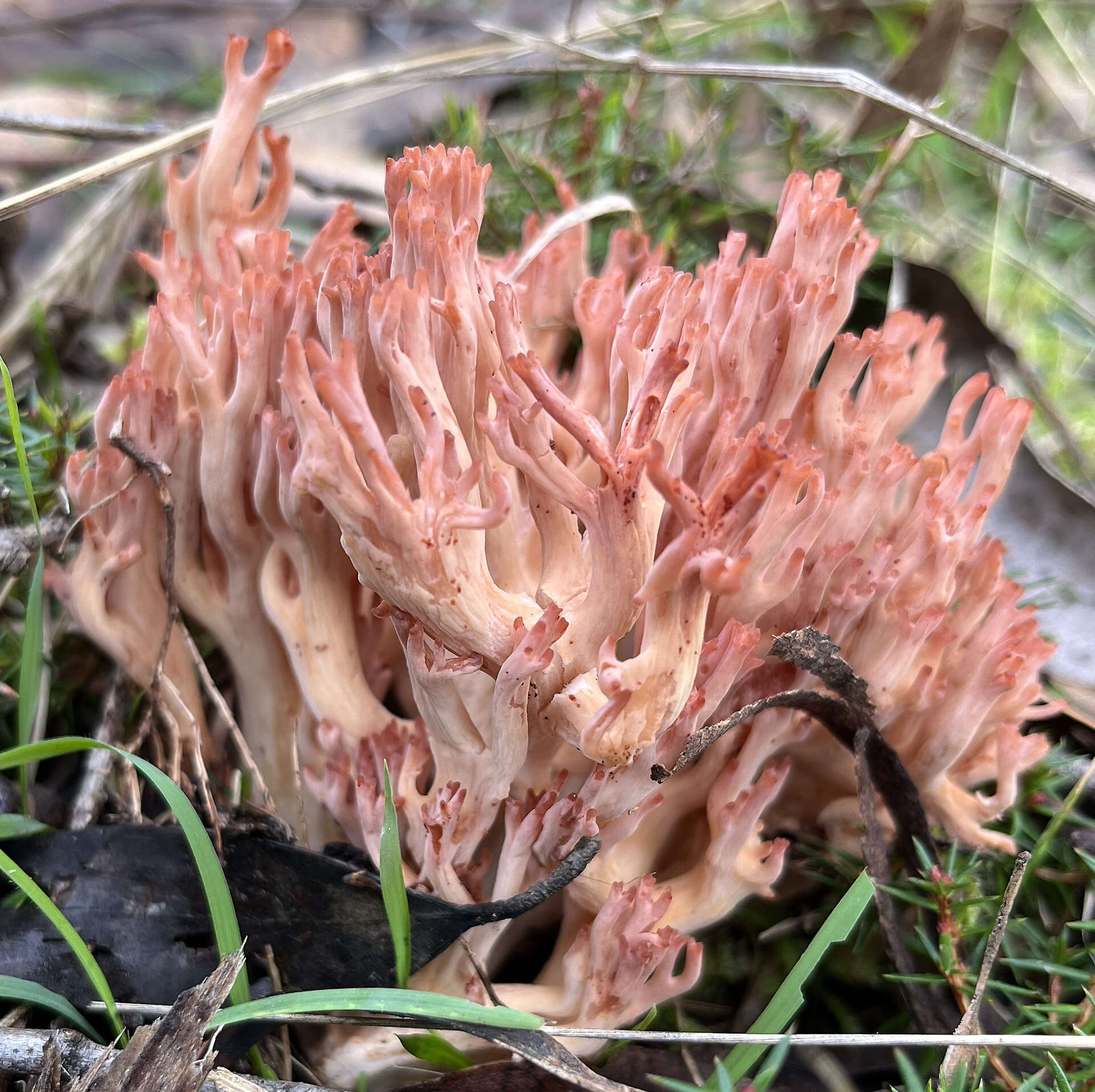 Ramaria australiana (Cleland) R. H. Petersen 1969 resmi