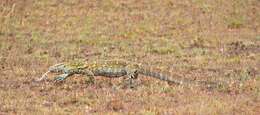 Image of White-throated monitor