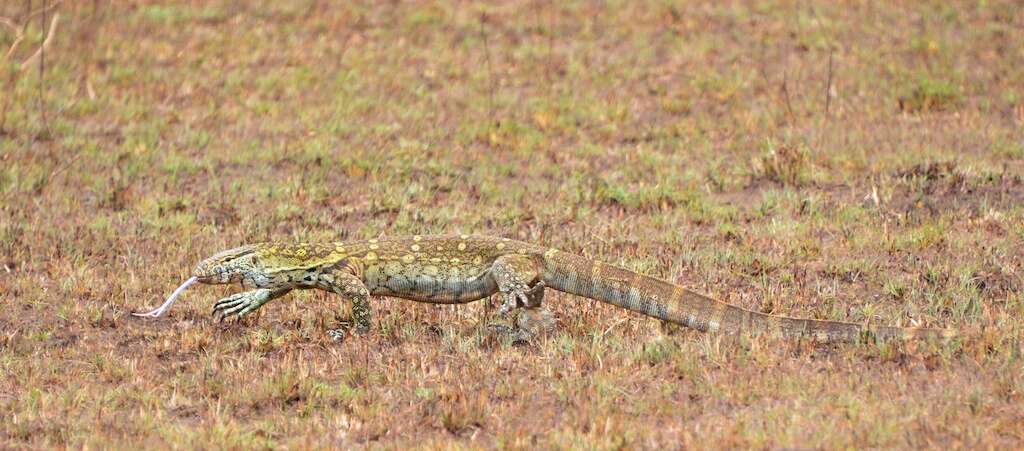 Image of White-throated monitor