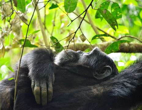 Image of Eastern Chimpanzee