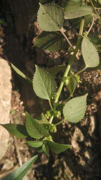 Image of Indian acalypha