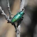 Chrysobothris cyanella Horn 1886的圖片