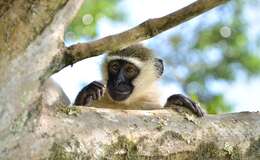 Image of Tantalus Monkey