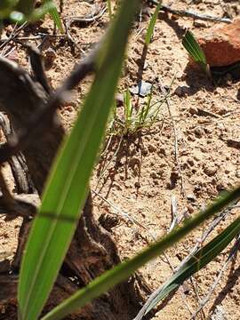 Image of Ixia latifolia D. Delaroche