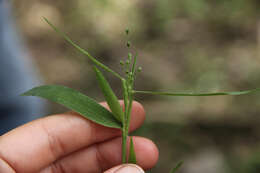 صورة Panicum malacophyllum Nash