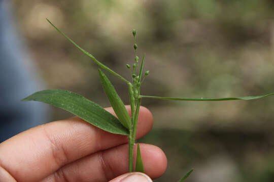 Image de Panicum malacophyllum Nash