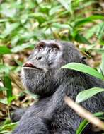 Image of Eastern Chimpanzee