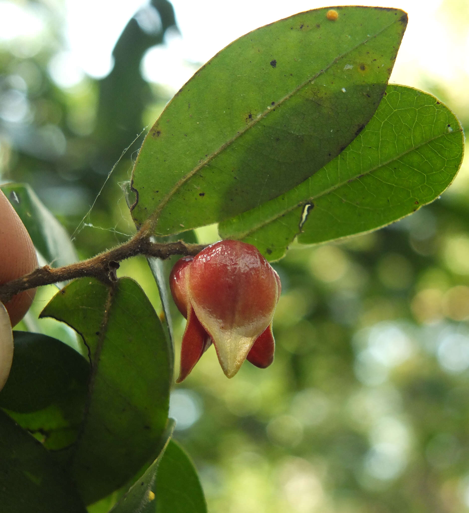 Plancia ëd Miliusa eriocarpa Dunn