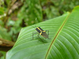 Plancia ëd Hypselonotus linea (Fabricius 1803)