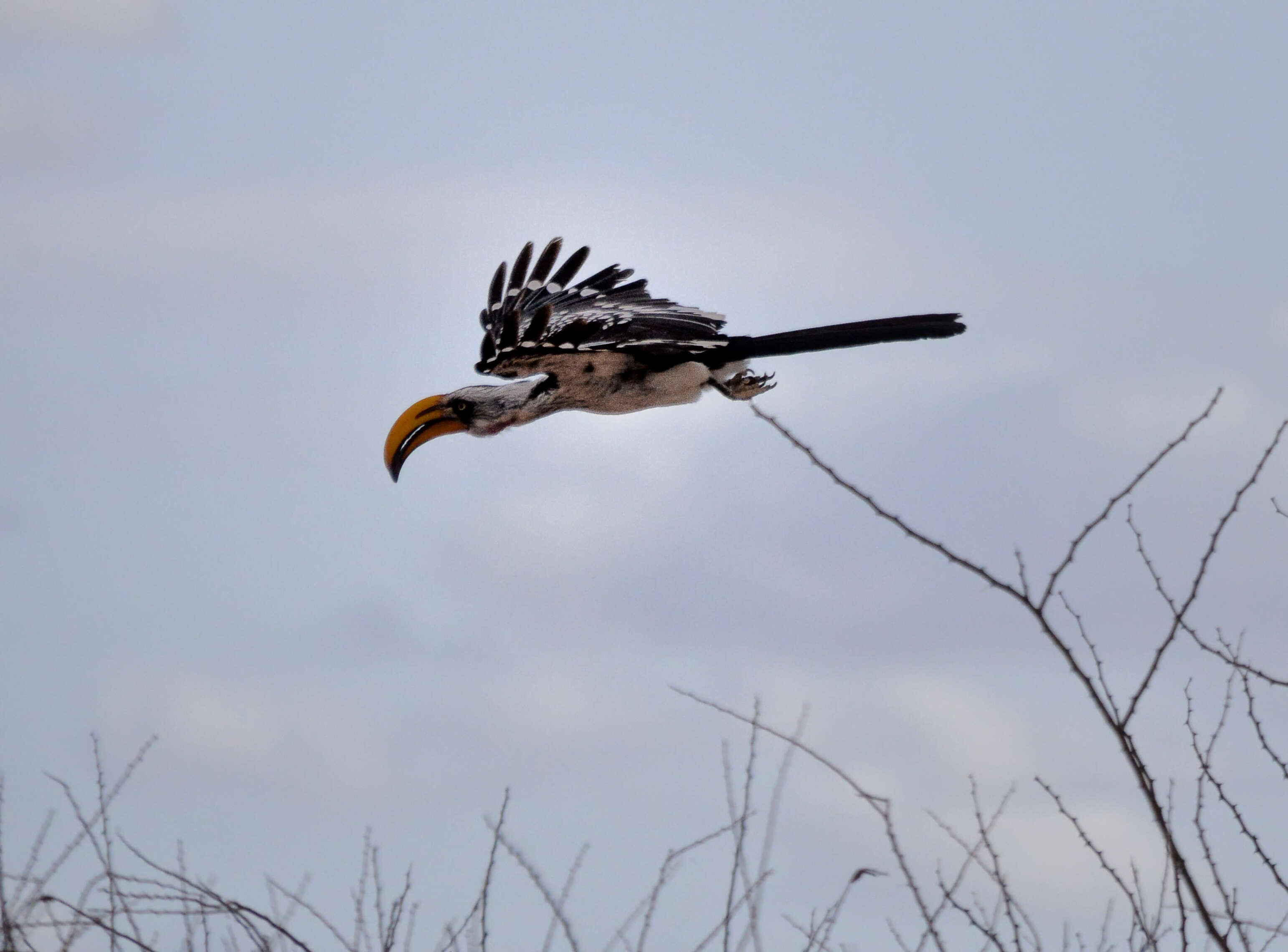 Image of Eastern Yellow-billed Hornbill