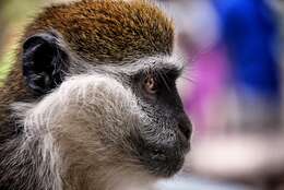 Image of vervet monkey