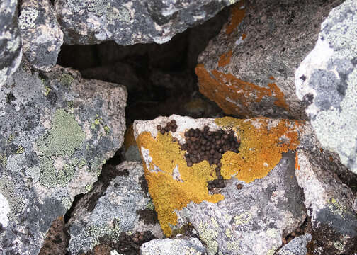 Image of Collared Pika