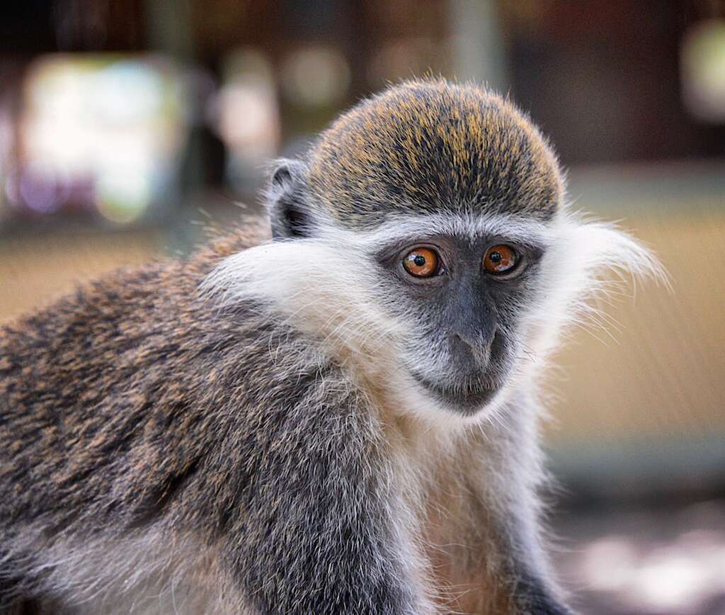 Image of vervet monkey