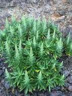 Echium acanthocarpum Svent. resmi